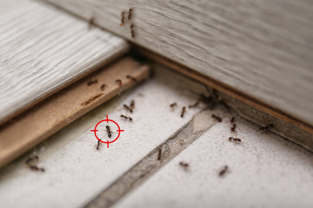Best Pest Control Near Me in Kendall West, FL