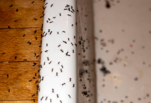 Best Mosquito Control Services  in Kendall West, FL